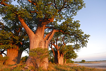 Baines baobabs, Nxai Pan, Botswana, Africa