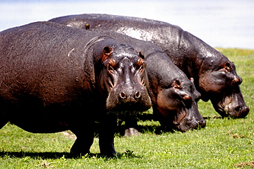 Grazing hippos, Chobe National Park, Botswana, Africa