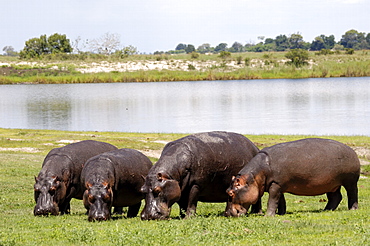 Grazing hippos, Chobe National Park, Botswana, Africa