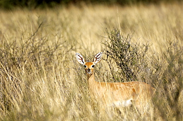 Steenbok, Kgalagadi National Park, South Africa, Africa