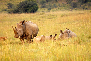 Group of white rhinos, Pilanesberg National Park, Sun City, South Africa, Africa