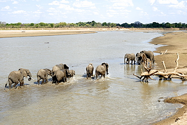 Group of elephants bathing, South Luangwa National Park, Zambia, Africa