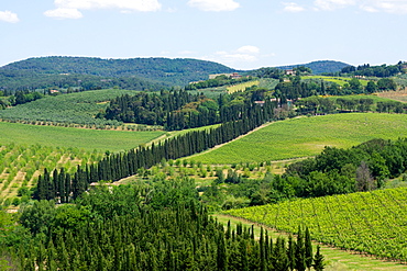 Vineyards and cypress trees, Chianti region, Tuscany, Italy, Europe