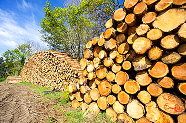 Logging, Auvergne, France, Europe