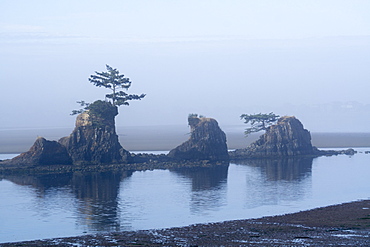 Point Lobos National Reserve, California, United States of America, North America