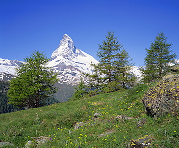 Wildflowers on a slope in front of the Matterhorn in Switzerland, Europe