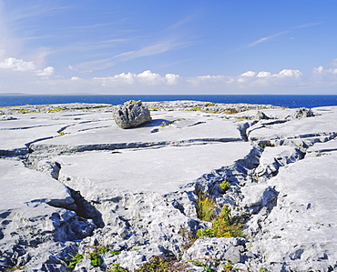 The Burren, limestone rock, County Clare, Munster, Republic of Ireland (Eire), Europe