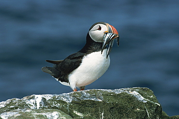 Puffin with sandeels in bill, Farne Islands, Northumberland, England, United Kingdom, Europe