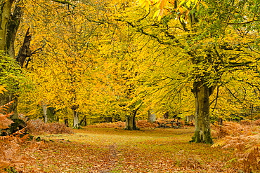 Beech trees and bracken in autumn colour, New Forest National Park, Hampshire, England, United Kingdom, Europe