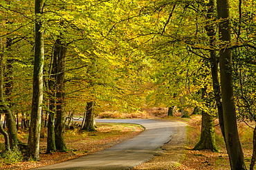 Beech trees and bracken in autumn colour along the Ornamental Drive, New Forest National Park, Hampshire, England, United Kingdom, Europe