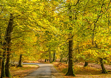 Beech trees and bracken in autumn colour along the Ornamental Drive, New Forest National Park, Hampshire, England, United Kingdom, Europe