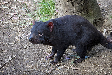 Tasmanian Devil, Tasmania, Australia, Pacific