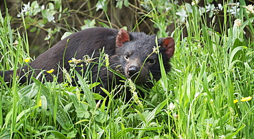 Tasmanian Devil in long grass, Tasmania, Australia, Pacific