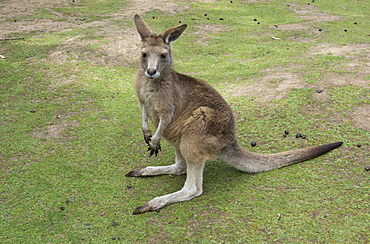 Tasmanian Forester Kangaroo, Tasmania, Australia, Pacific