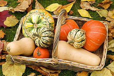 A basket of winter squash (Cucurbitaceae)