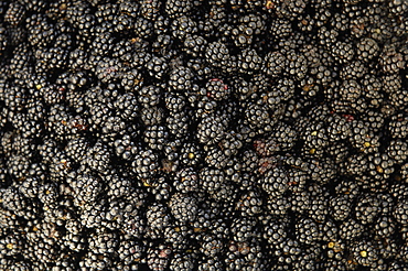 Freshly picked blackberries