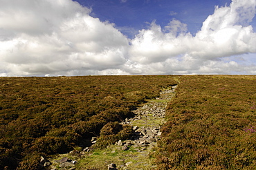 Track to Dunkery Beacon, Exmoor, Somerset, England, United Kingdom, Europe