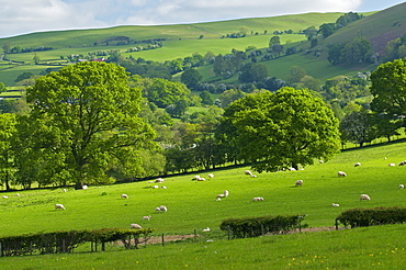 Landscape in Powys, Wales, United Kingdom, Europe 