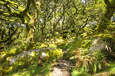 Wistman's Wood, ancient oak woodland, Dartmoor, Devon, England, United Kingdom, Europe