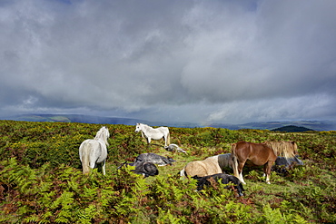 Horses by the Offa's Dyke path on Hergest Ridge, Herefordshire, England, United Kingdom, Europe