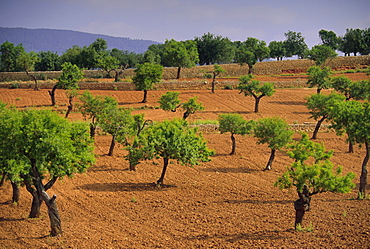 Landscape with olive trees, Majorca (Mallorca), Balearic Islands, Spain, Europe