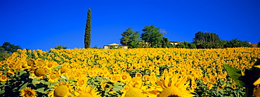 Sunflower field, Tuscany, Italy, Europe