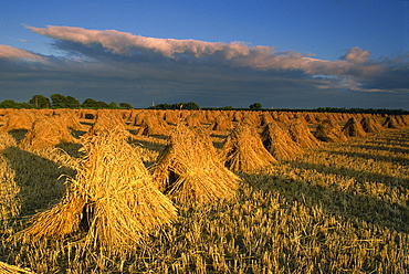 Corn stacked in traditional stooks, Devon, England, United Kingdom, Europe