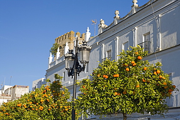 Orange trees, Vejer de la Frontera, Andalucia, Spain, Europe