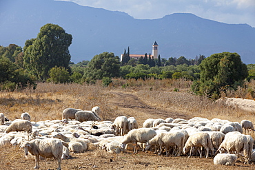 Flock of sheep near Pula, Cagliari Province, Sardinia, Italy, Mediterranean, Europe