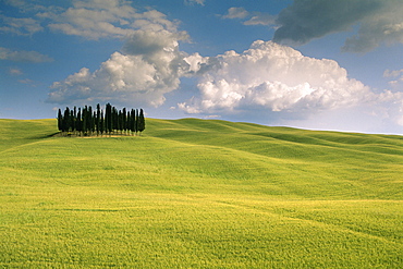 Group of cypress trees, Val d'Orcia, UNESCO World Heritage Site, Siena Province, Tuscany, Italy, Europe