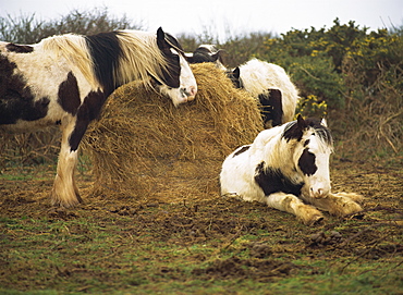 Piebald Welsh ponies around a bale of hay, Lydstep Point, Pembrokeshire, Wales, United Kingdom, Europe