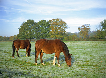 Two horses in a frosty field early morning in autumn, Sandhurst, Berkshire, England, United Kingdom, Europe