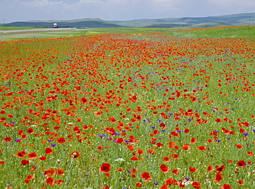 Spring flowers in May, Central Anatolia, Turkey, Asia Minor, Asia