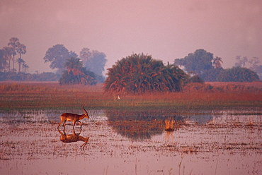 Tranquil scene of a single red lechwe (Kobus lechwe) walking and reflected in water in the evening, misty landscape beyond, Okavango Delta, Botswana, Africa