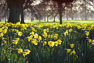 Hyde Park, London, England, United Kingdom, Europe