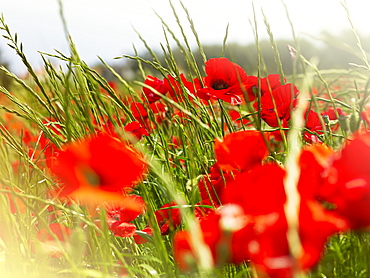 Poppy field, Figueres, Girona, Catalonia, Spain, Europe 