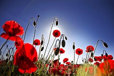 Poppy field, Figueres, Girona, Catalonia, Spain, Europe