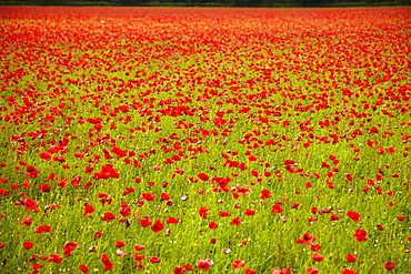 Poppy field, Newark, Nottinghamshire, England, United Kingdom, Europe 