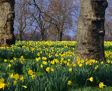 Daffodils flowering in spring in Hyde Park, London, England, UK, Europe