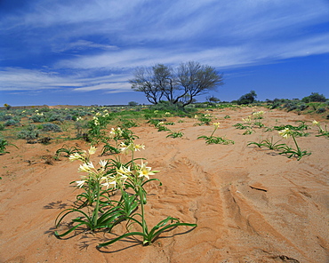 Arid landscape with desert flowers in the sand, South Australia, Australia, Pacific