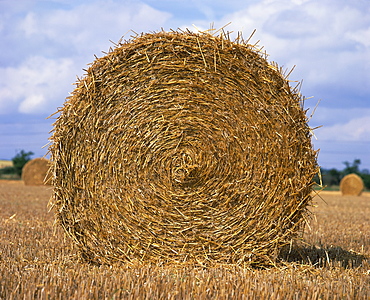 Close-up of a circular straw bale in a field in Nottinghamshire, England, United Kingdom, Europe