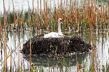 Swan on nest, United Kingdom, Europe