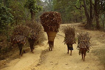 Women and children walking on a country road, carrying bundles of firewood, Chautara, north of Kathmandu, Nepal, Asia