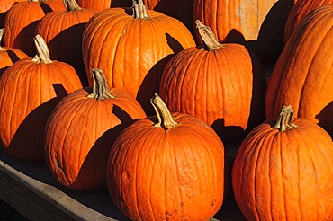 Pumpkins, The Hamptons, Long Island, New York State, United States of America, North America