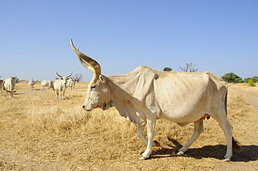 Brahman cattle, Senegal, West Africa, Africa