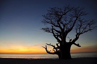 Baobab tree, Sine Saloum Delta, Senegal, West Africa, Africa