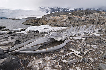 Old whale skeleton, Jougla Point near Port Lockroy, Antarctic Peninsula, Antarctica, Polar Regions