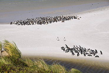 Magellanic penguins, Yorke Bay, Port Stanley, Falkland Islands, South America