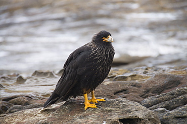 Striated caracara (Phalcoboenus Australis) bird, Carcass Island, Falkland Islands, South America