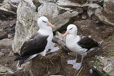 Black browed albatross, West Point Island, Falkland Islands, South America